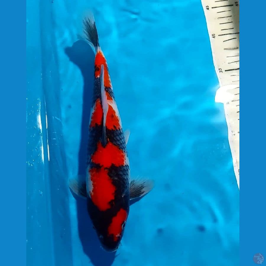 RED STRONG SHOWA 32 CM JANTAN