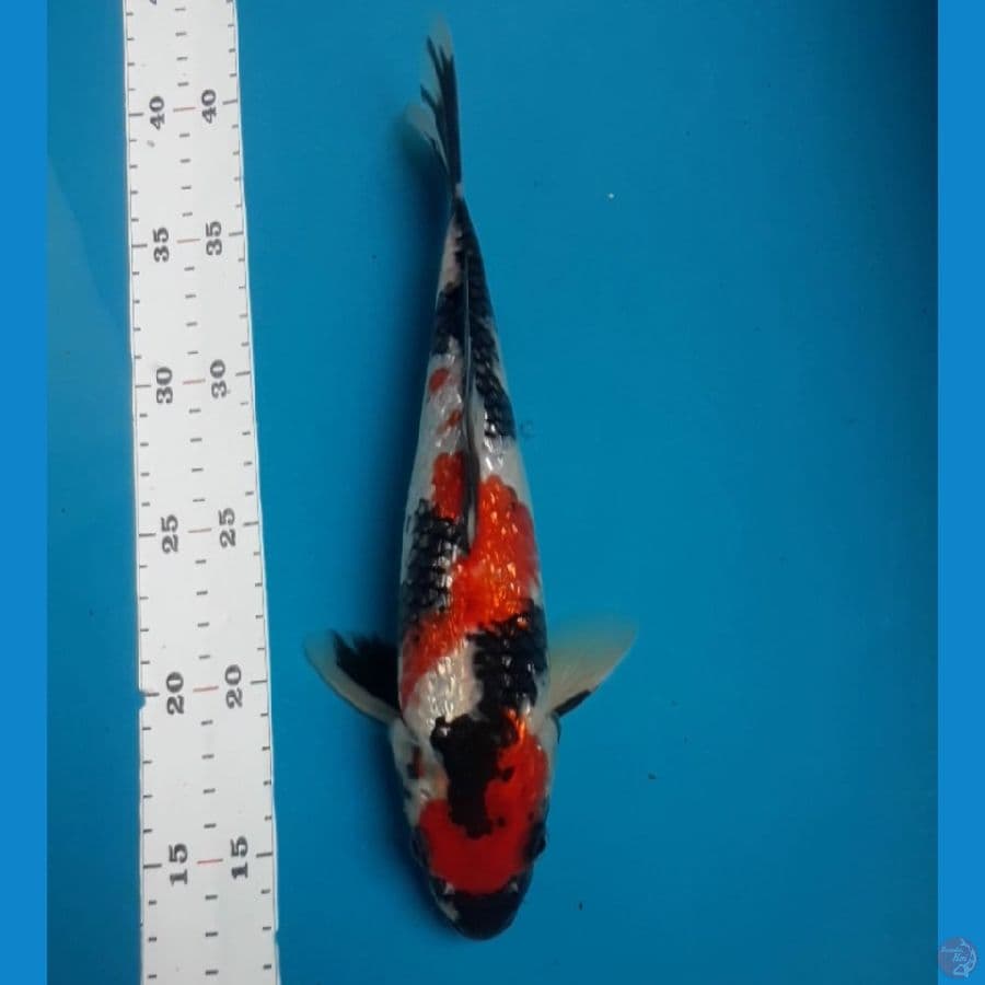 Showa Ginrin 25 cm