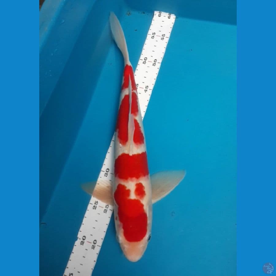 Kohaku 39 cm Ori Male