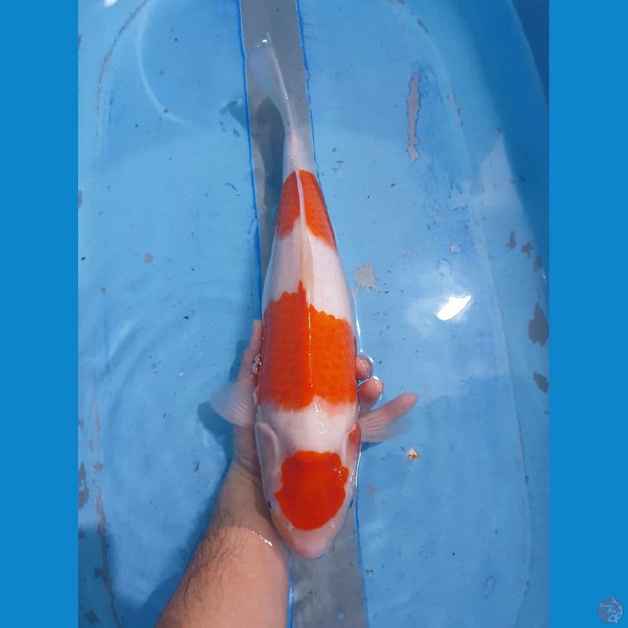 Kohaku Betina 42cm