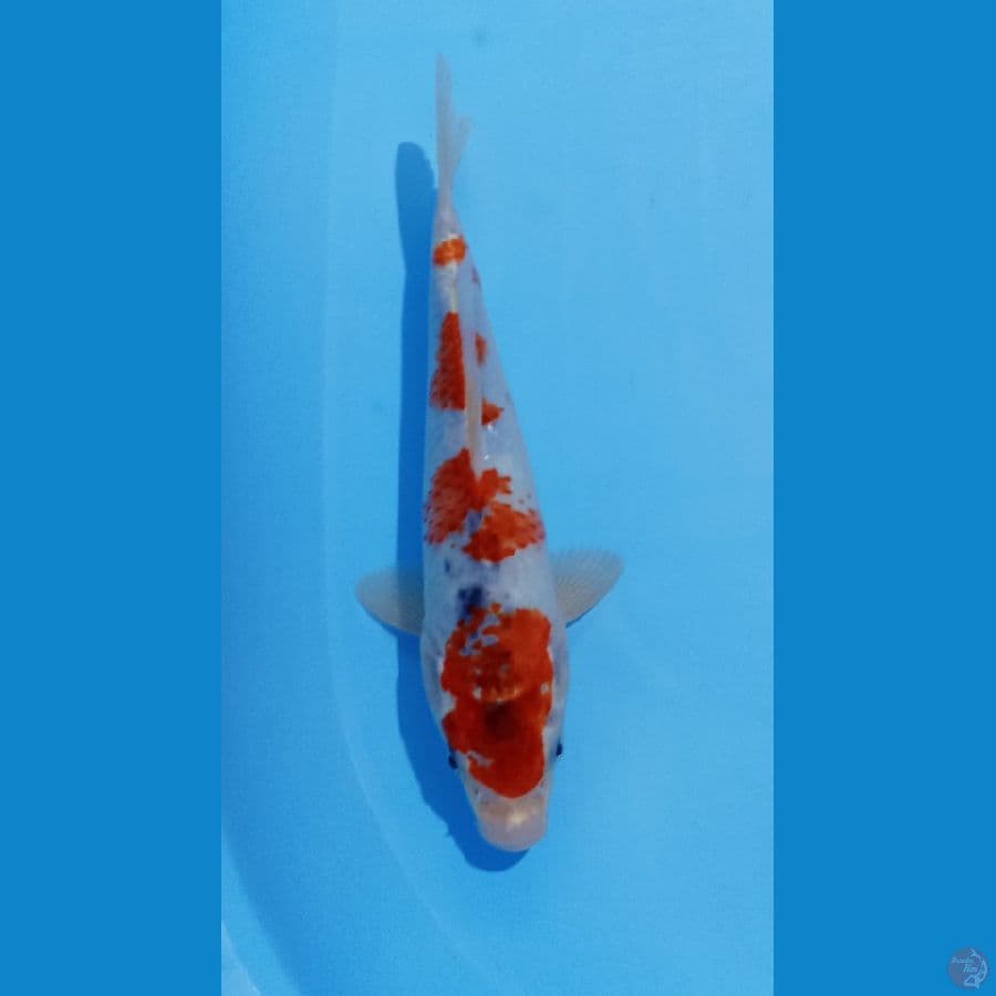 goshiki 28cm