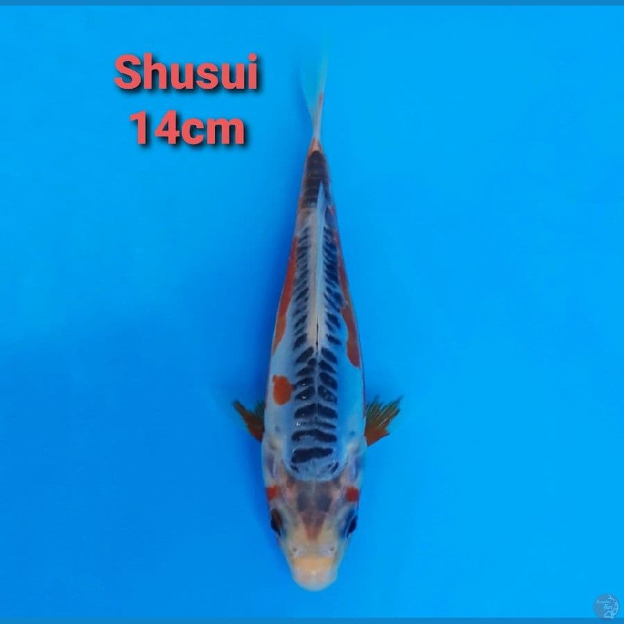 F1 KAWAKAMI SHUSUI 14CM