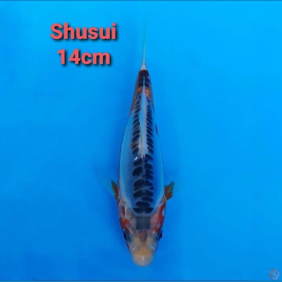 F1 KAWAKAMI SHUSUI 14CM