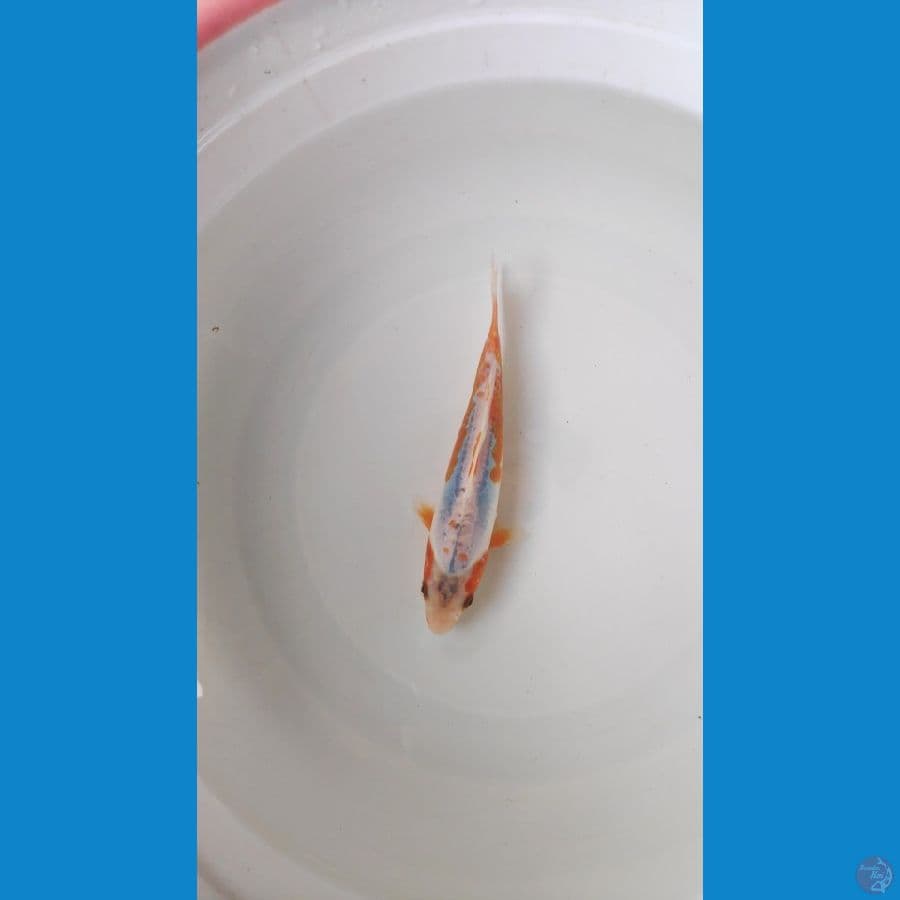 SHUSUI 18CM