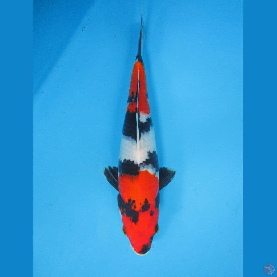 Showa 31cm