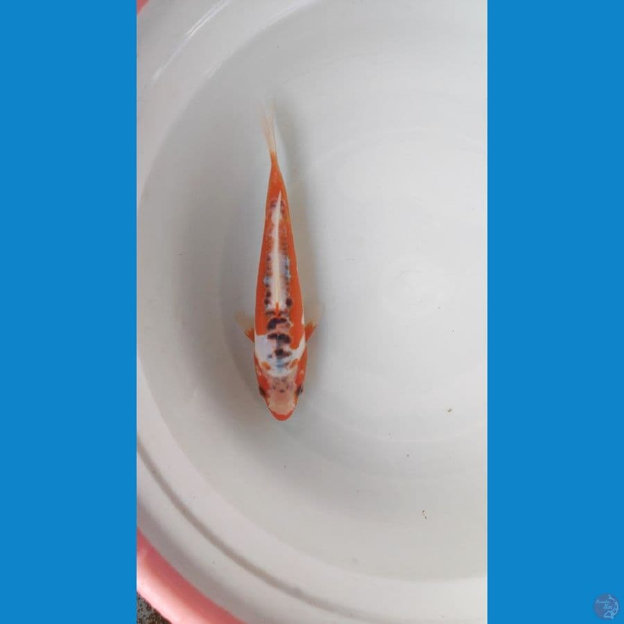 SHUSUI 20CM