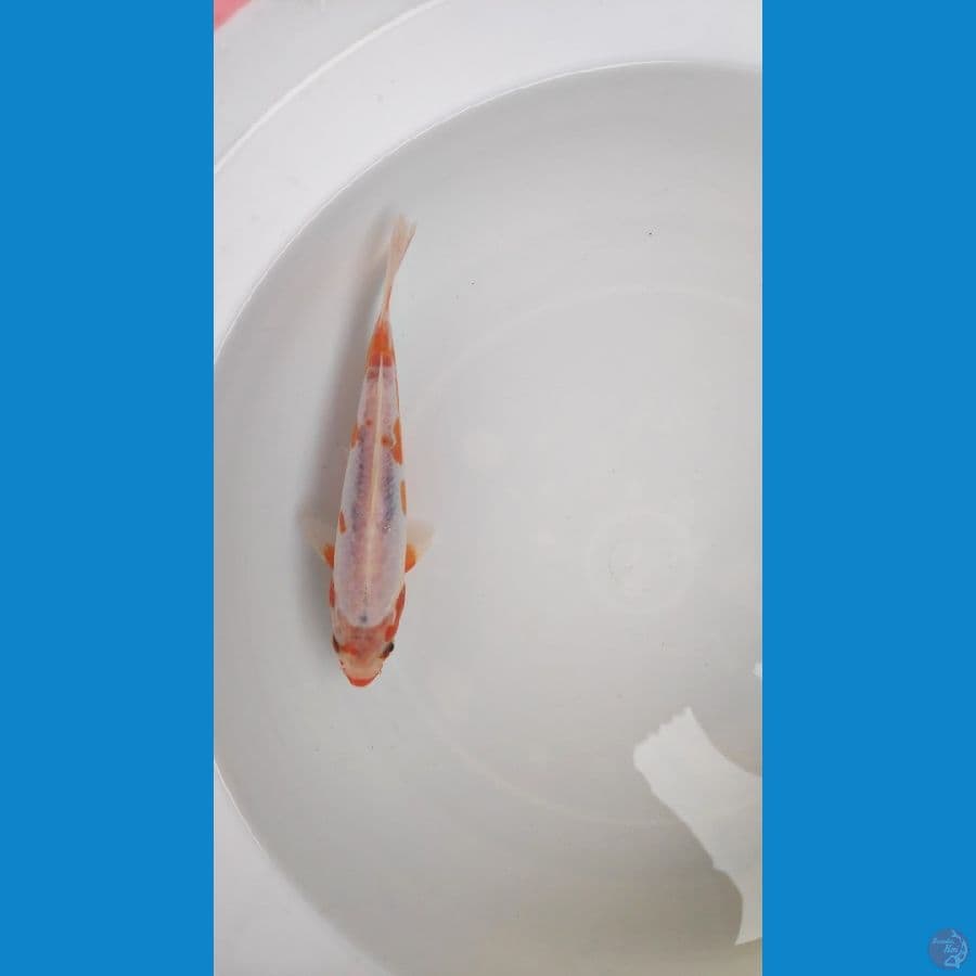 KOSUI 17cm