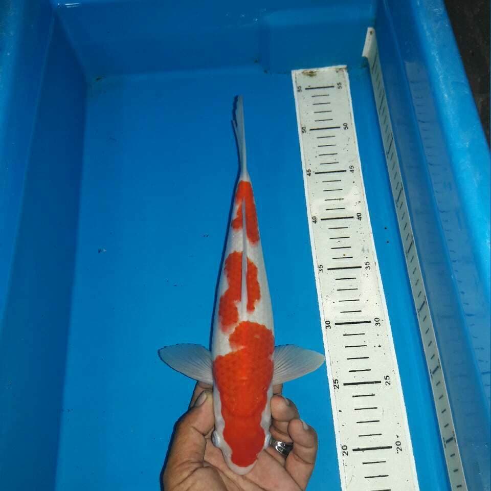 Kohaku original 3 step