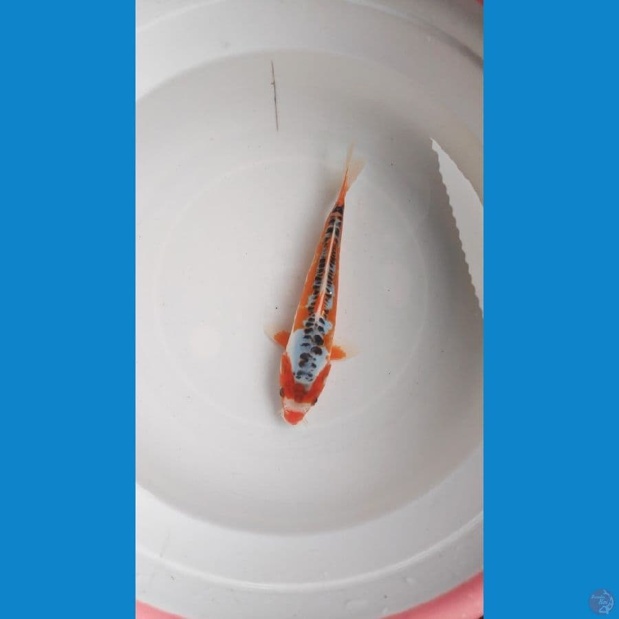 SHUSUI 21CM
