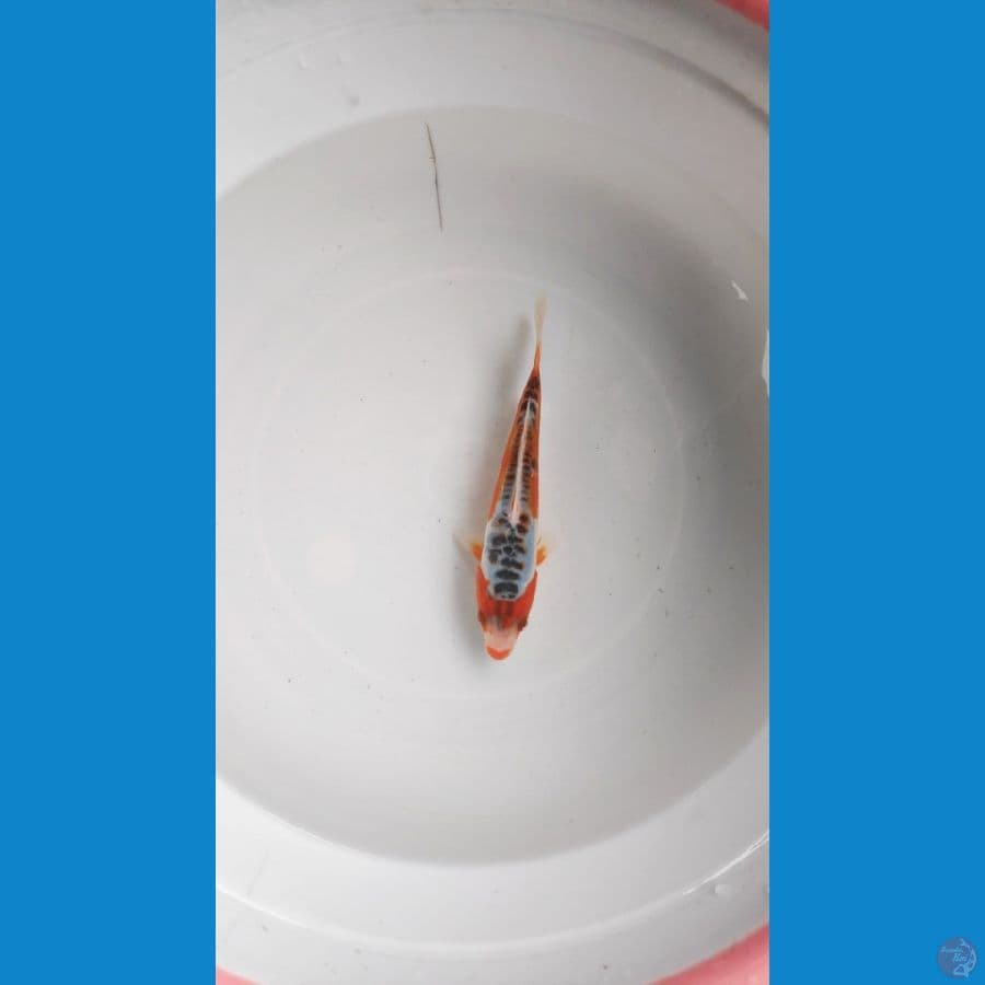 SHUSUI 17CM