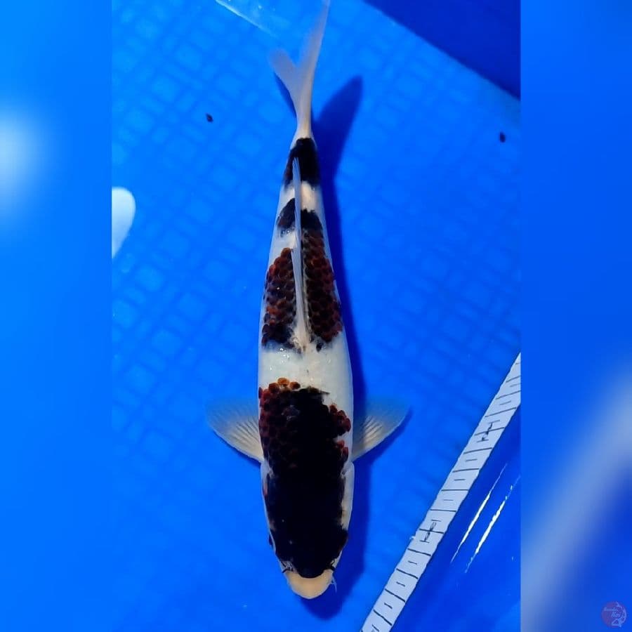 BUDHO GOROMO 26cm