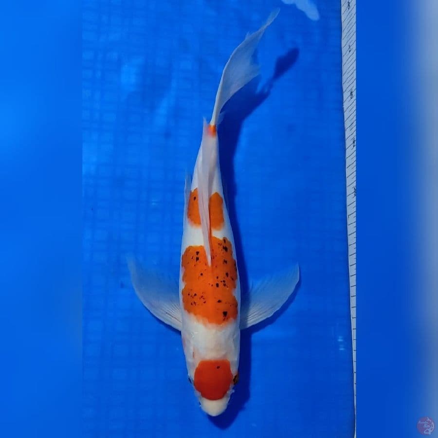 KUMPAY AI KOROMO MARUTEN 39cm
