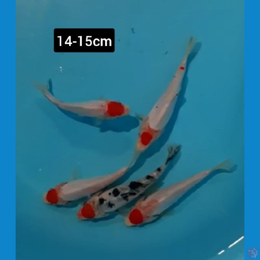 Paket Mix koi Tancho 5 Ekor