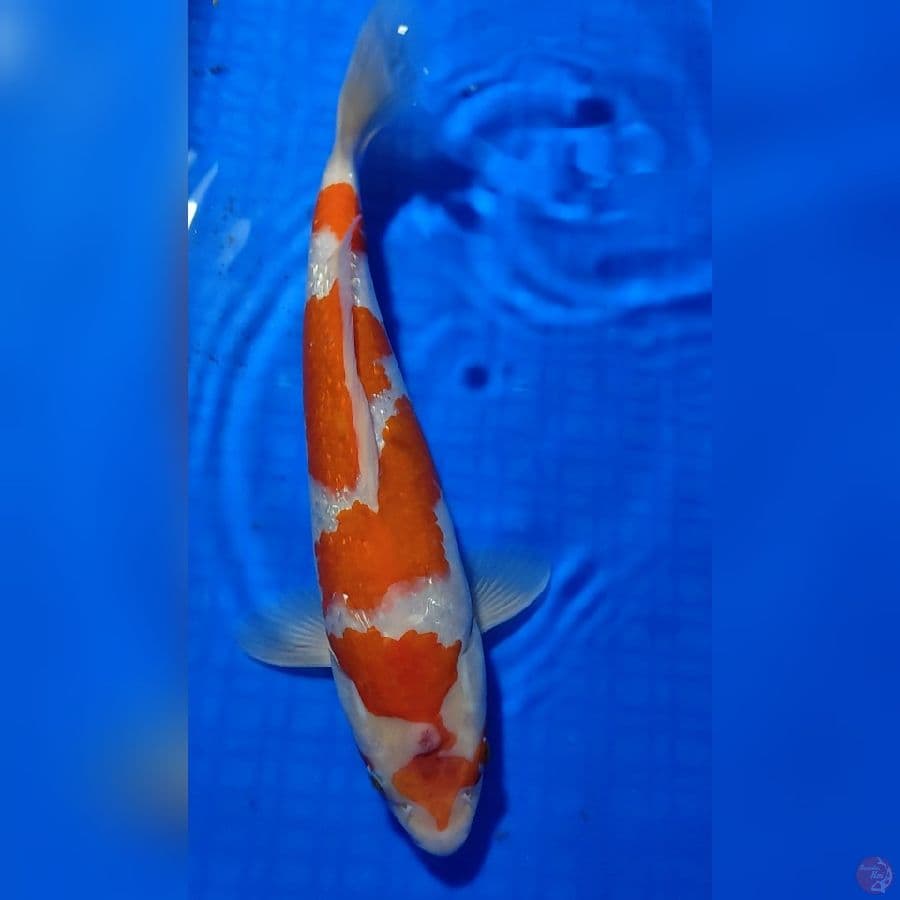 KOHAKU GINRIN 34cm