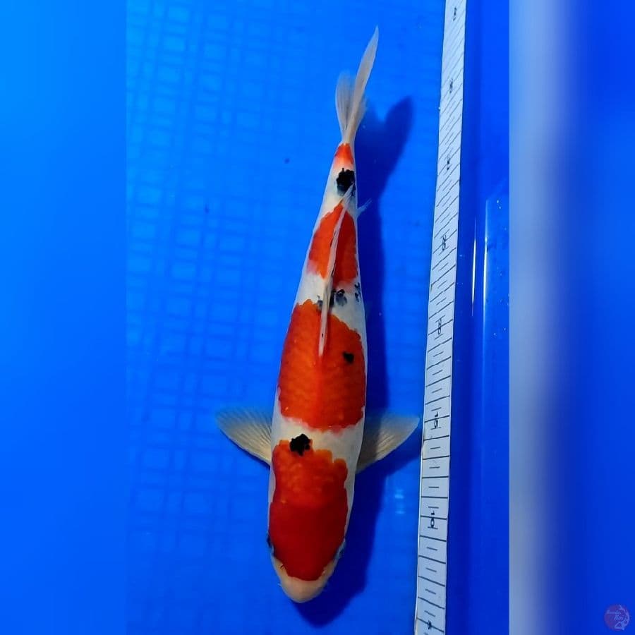 SANKE MARUTEN HQ 31cm