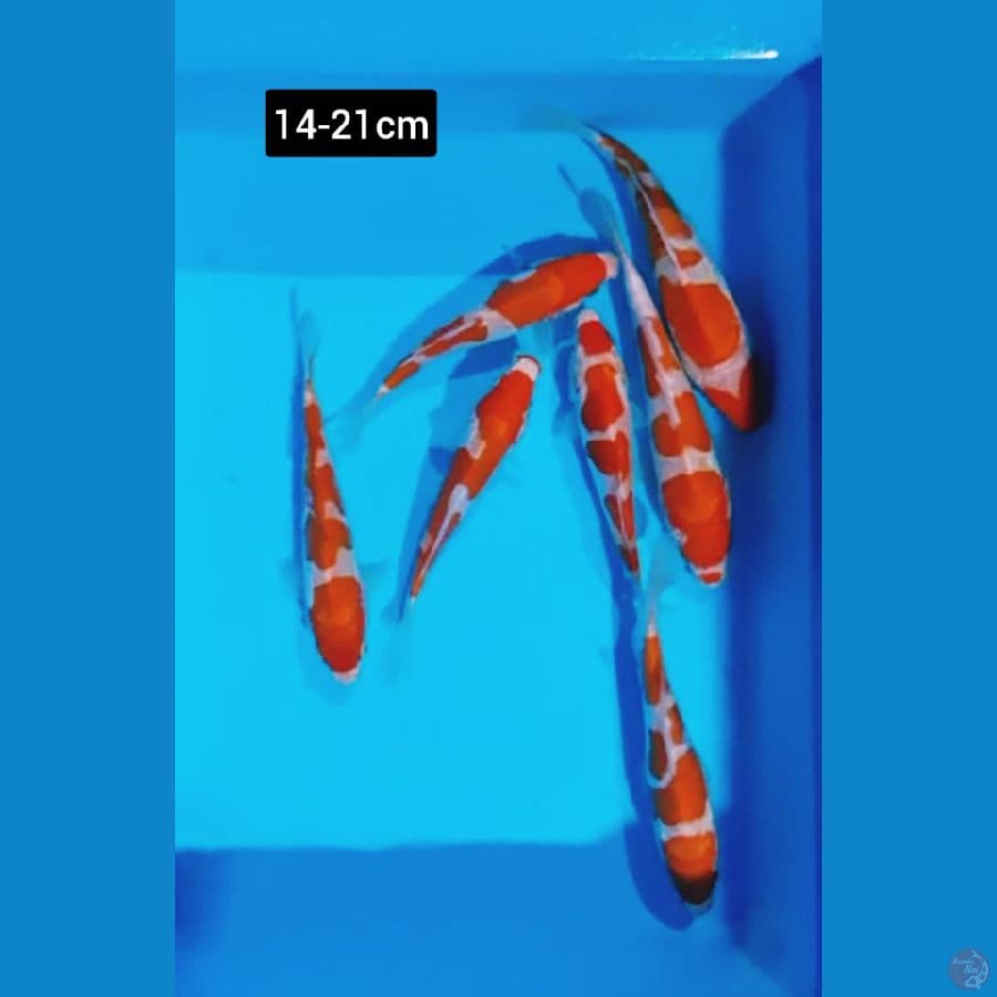 Paket kohaku 7 ekor