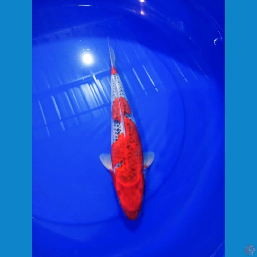 goshiki 35 cm