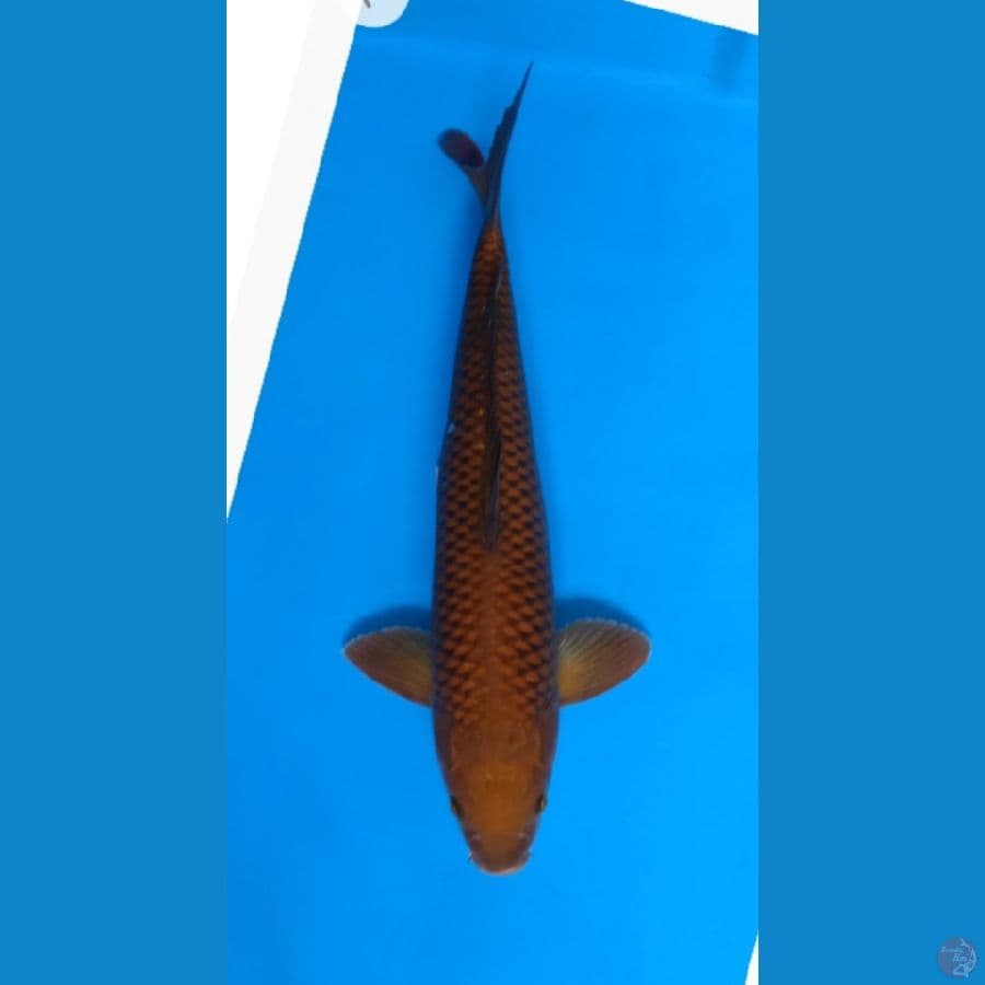 Chagoi Tembaga Jumbo