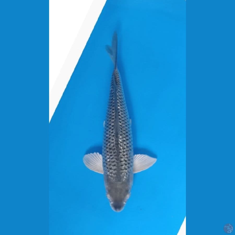 Soragoi Ginrin Berpunuk