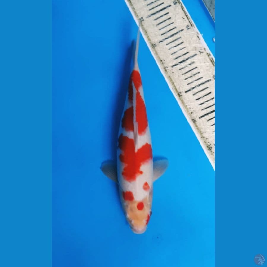 Kohaku Strong