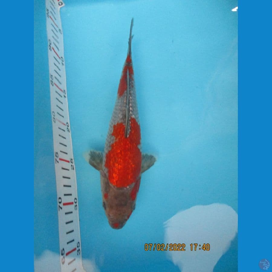 KOI BLITAR
