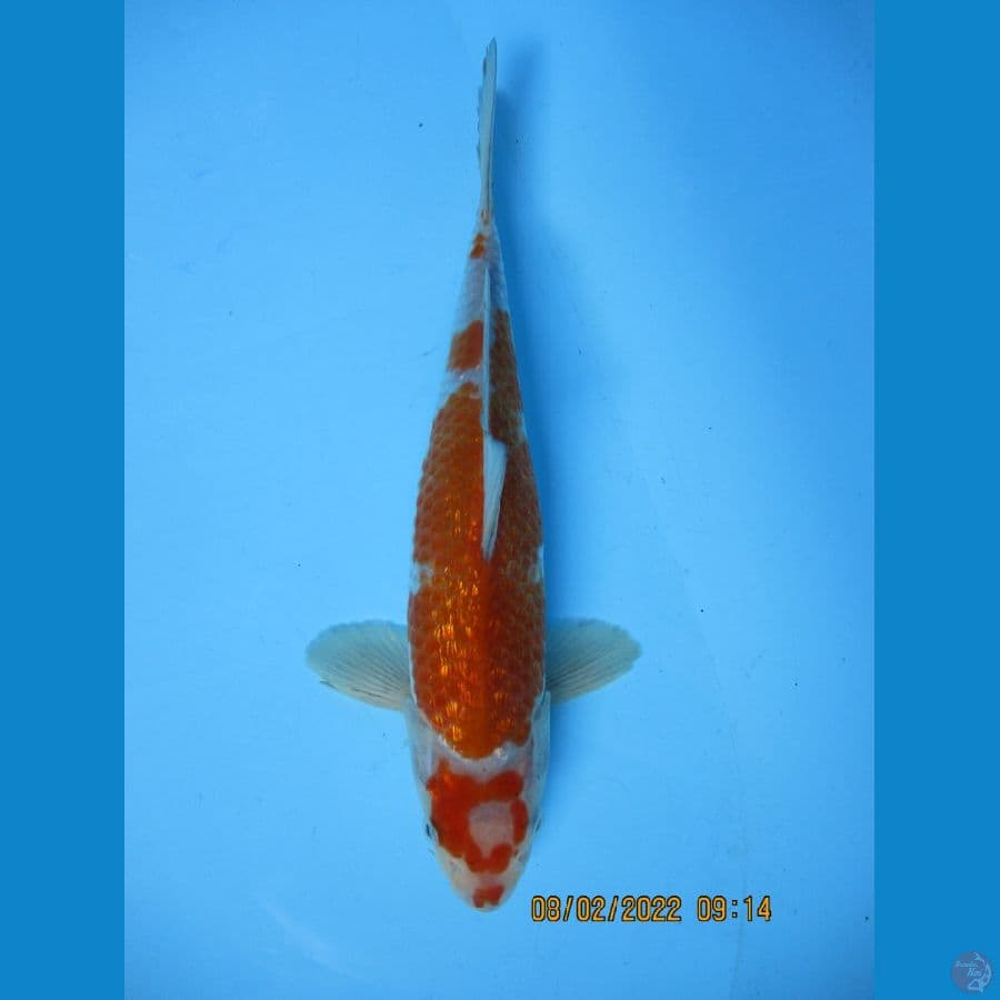 KOI BLITAR
