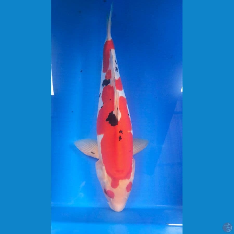 KACA MATA 42 CM