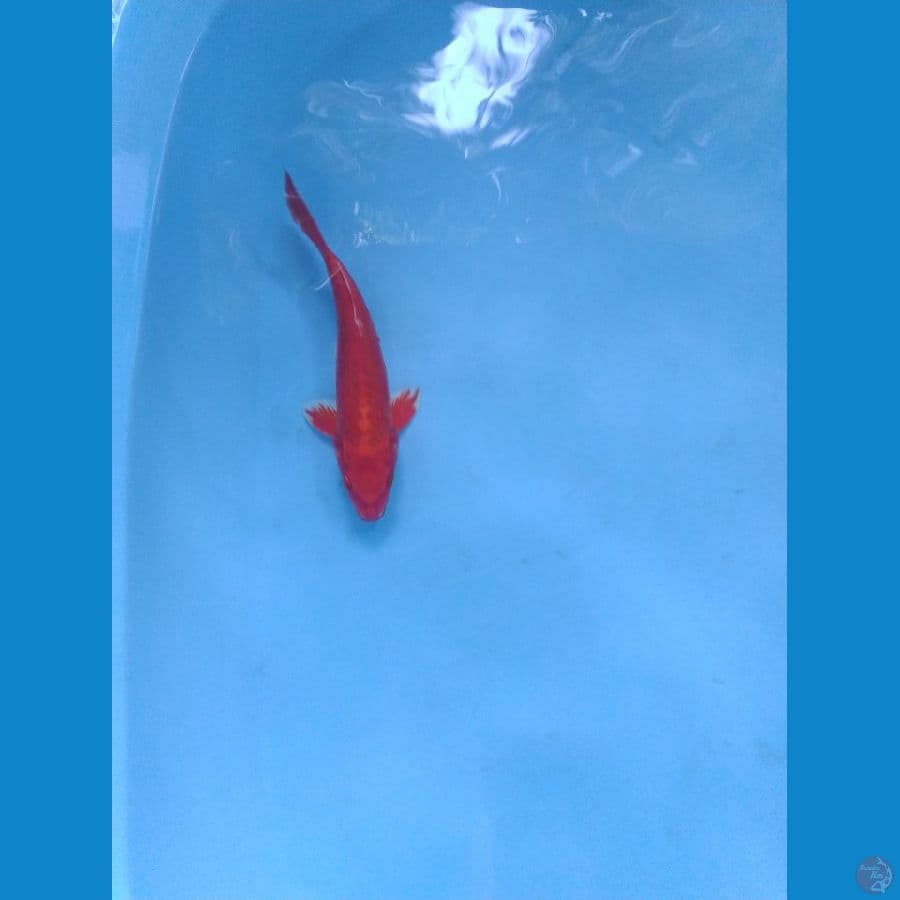 kinbenigoi ukur 25cm male