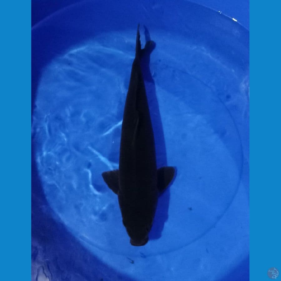karashue male 45an cm