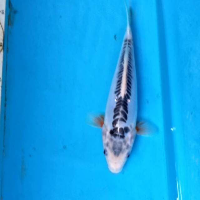 Shusui