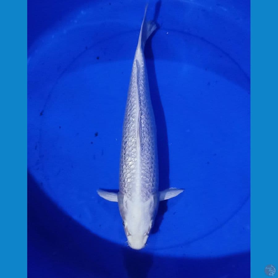ginrin platinum salju 45cm