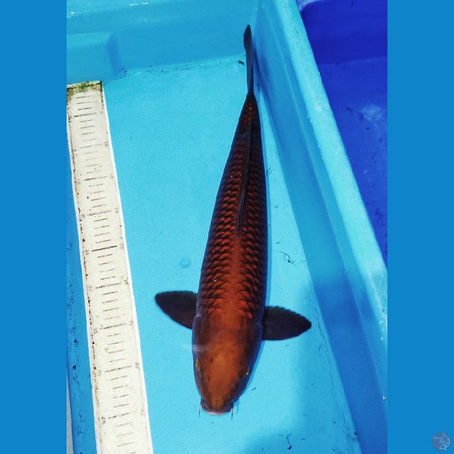 tembaga chagoii 50cm