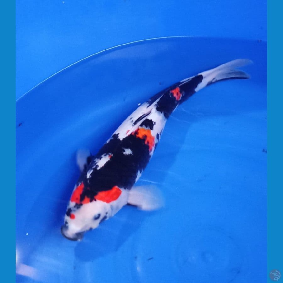 kindai showa jozz 50cm