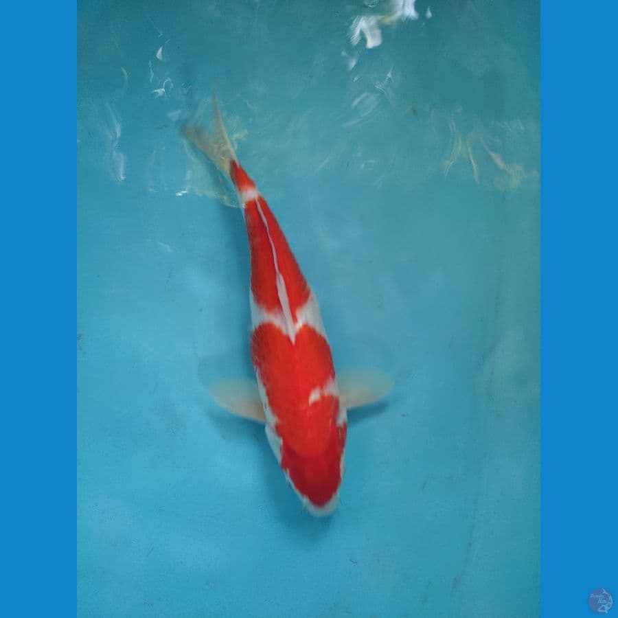 sakura kohaku 36 cm