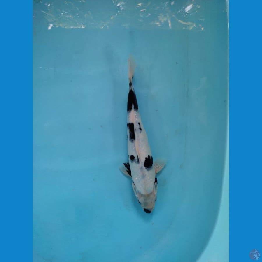 shuro tathegoi 34 cm