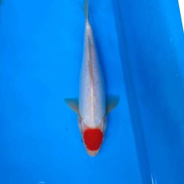 TANCHO doitsu murni 27 cm