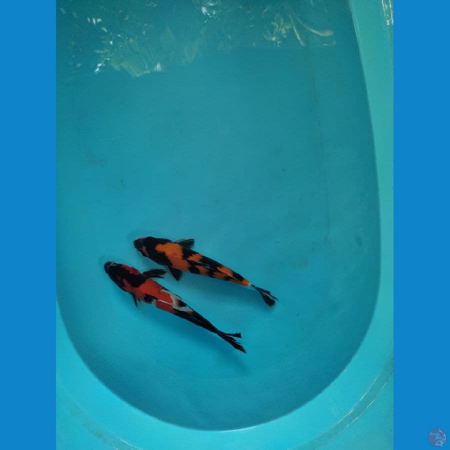 showa utsuri 25 cm