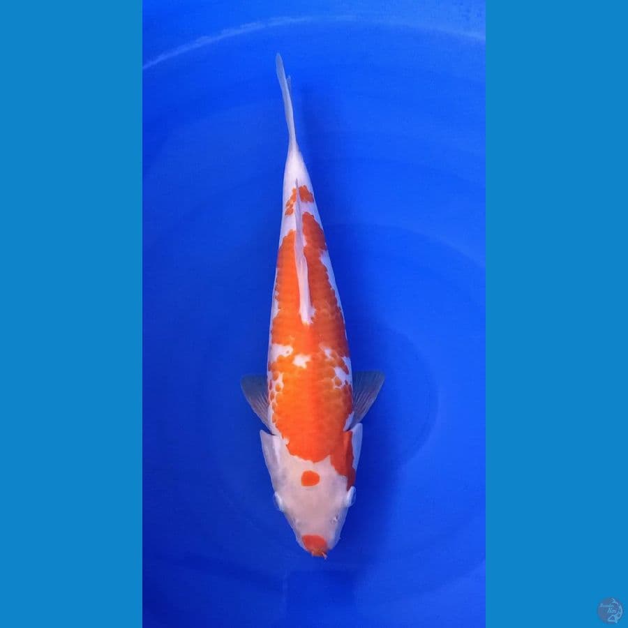 Kohaku Kucibeni 35Cm - Male