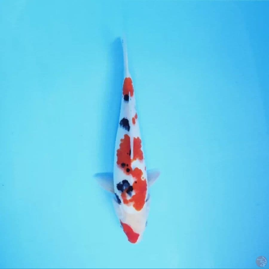 Sanke 31 cm