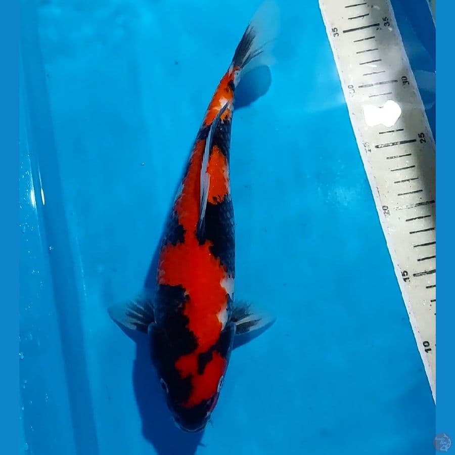 SHOWA 30 CM