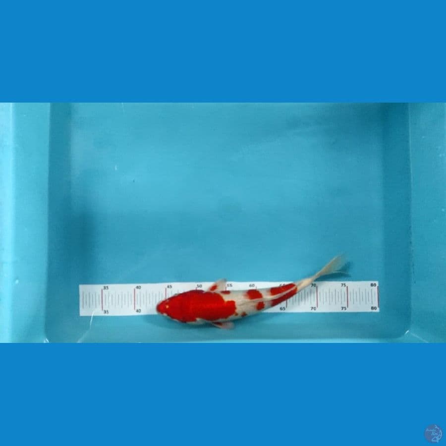 kohaku hikari 32cm