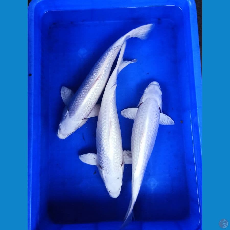 jumbo ginrin platinum size 45an cm