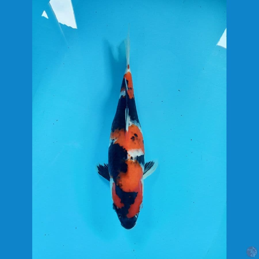 showa 30cm