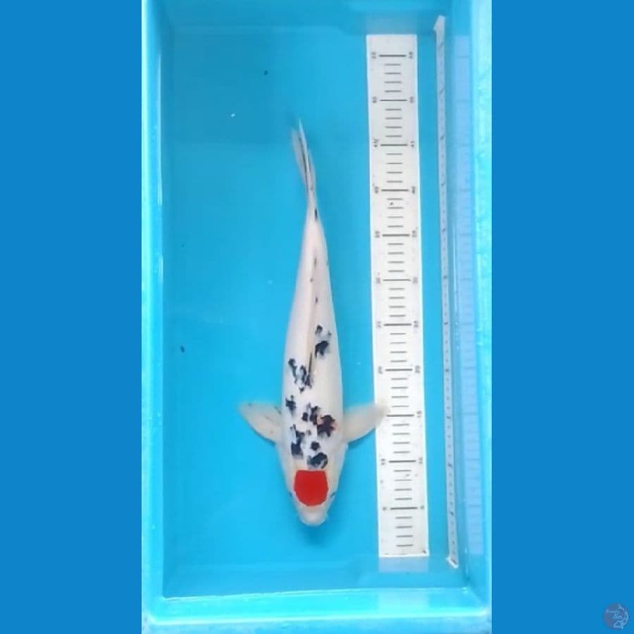 Tancho Sanke Original 42cm (M)