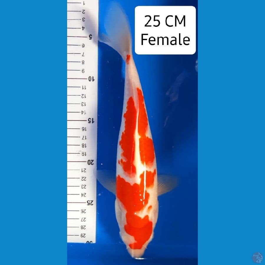 Kohaku 25CM