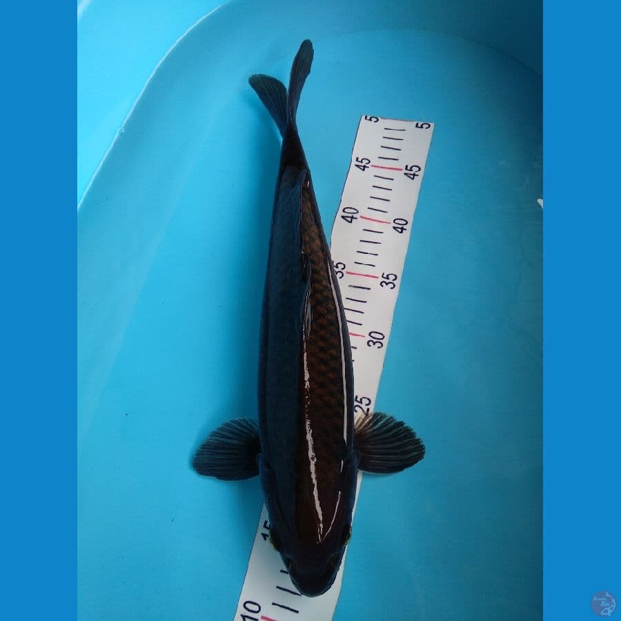 Black Chagoi