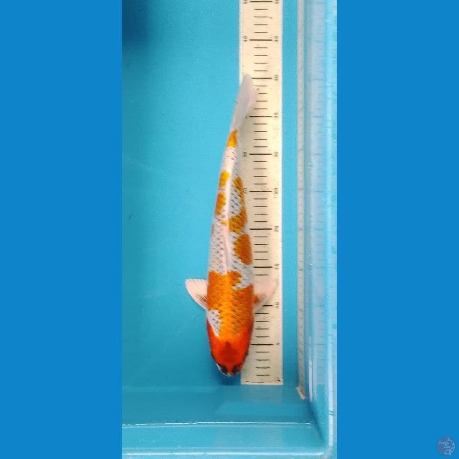 Beni Gingga HQ Original Patern 38cm (M)