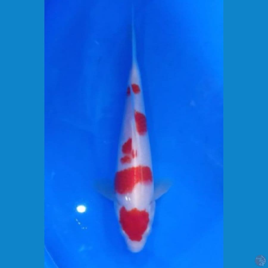 kohaku