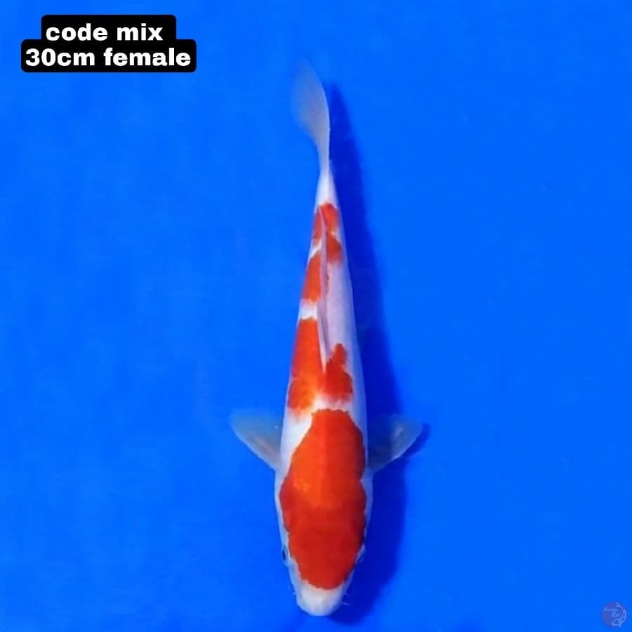 KOHAKU