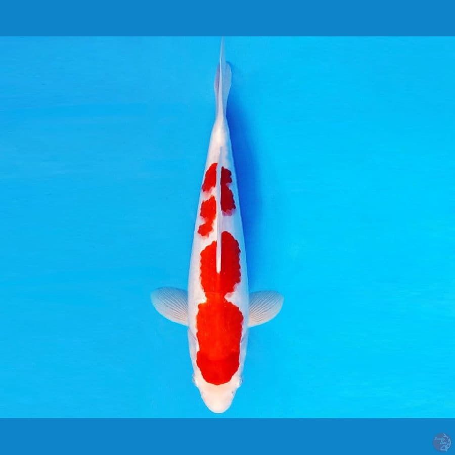 GUNTAI 1 - KOHAKU 35 cm/male ®
